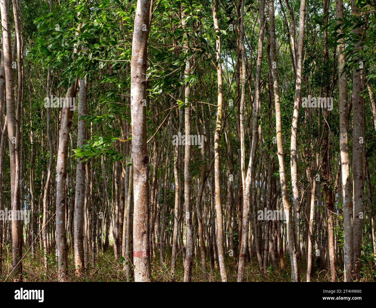 Acacia mangium forest for research in Gunung Kidul, Yogyakarta, Indonesia. Stock Photo