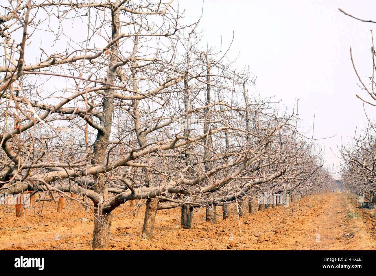 apple trees in the orchard, closeup of photo Stock Photo - Alamy