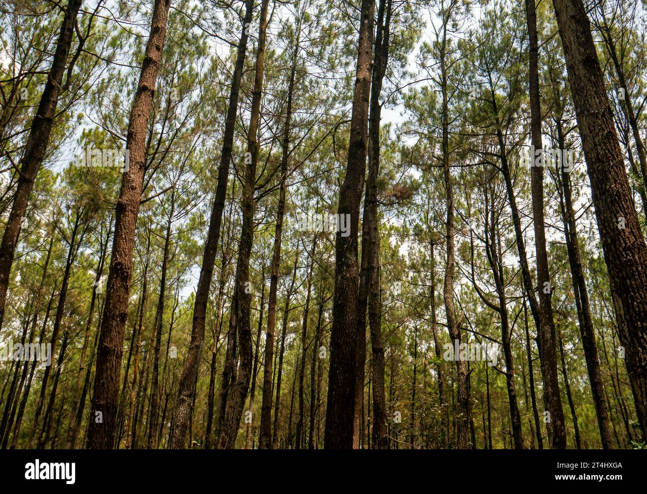 Pinus merkusii, the Merkus pine or Sumatran pine tree in the forest, natural background Stock Photo