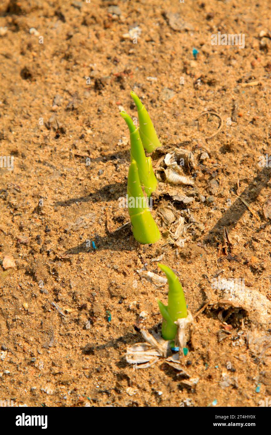 Hosta plantaginea seedling, closeup of photo Stock Photo