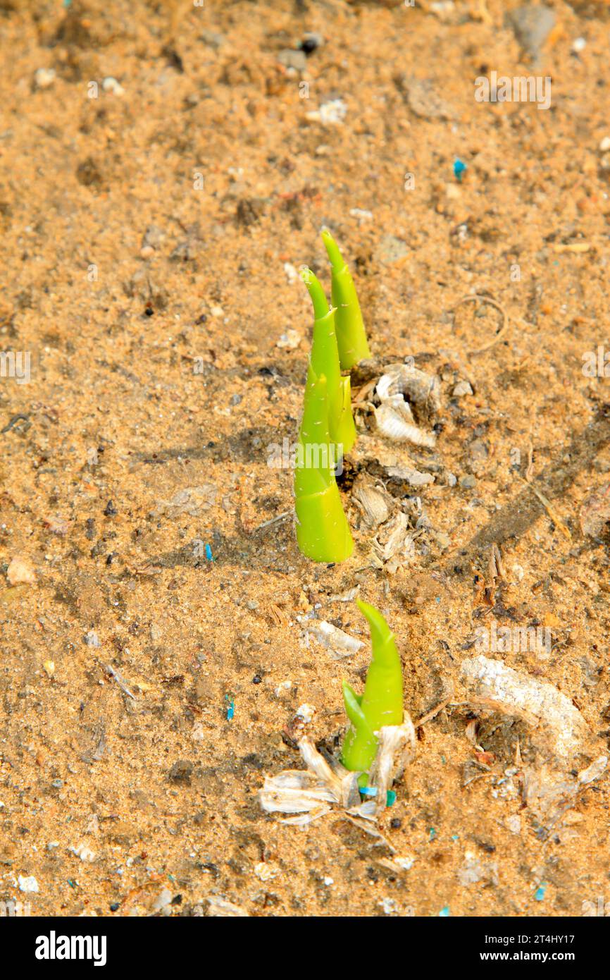 Hosta plantaginea seedling, closeup of photo Stock Photo