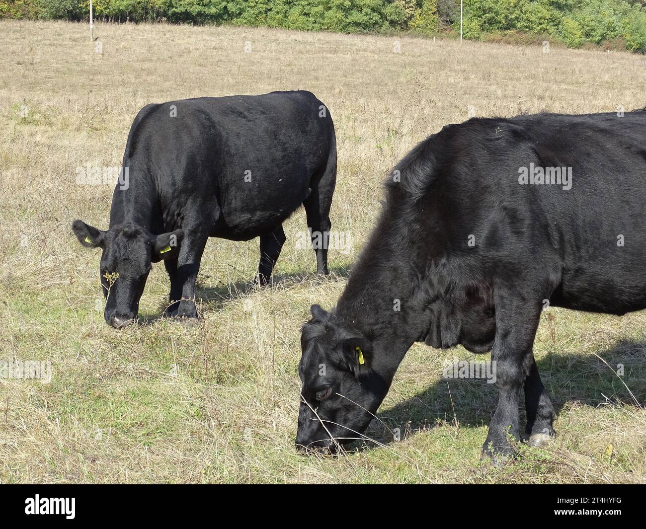 Two black angus cows graze on pasture Stock Photo