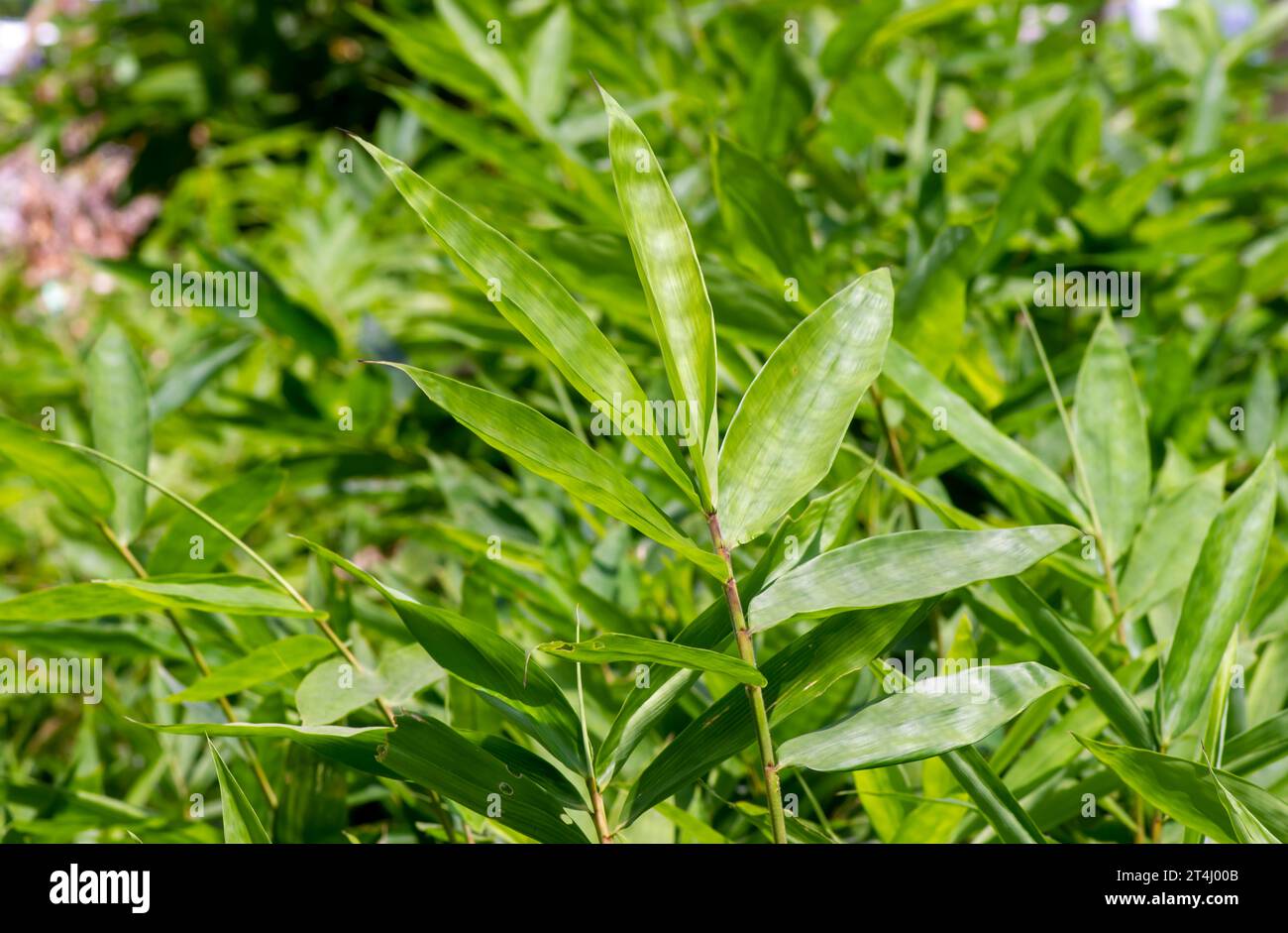 Young bamboo plant, Bambusa sp., in the nursery for natural background. Shallow focus. Stock Photo