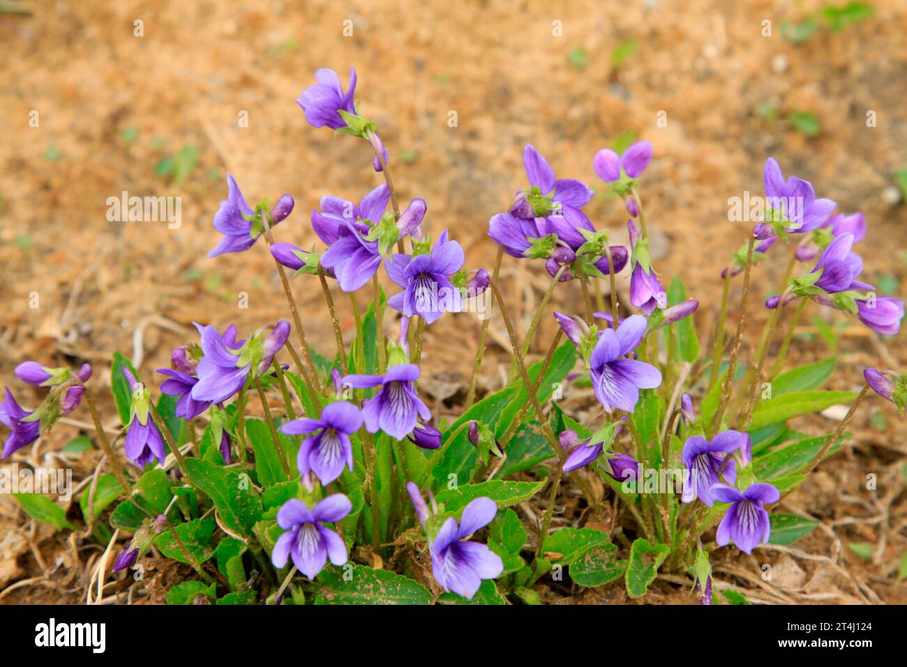 Chinese violet in the wild, closeup of photo Stock Photo