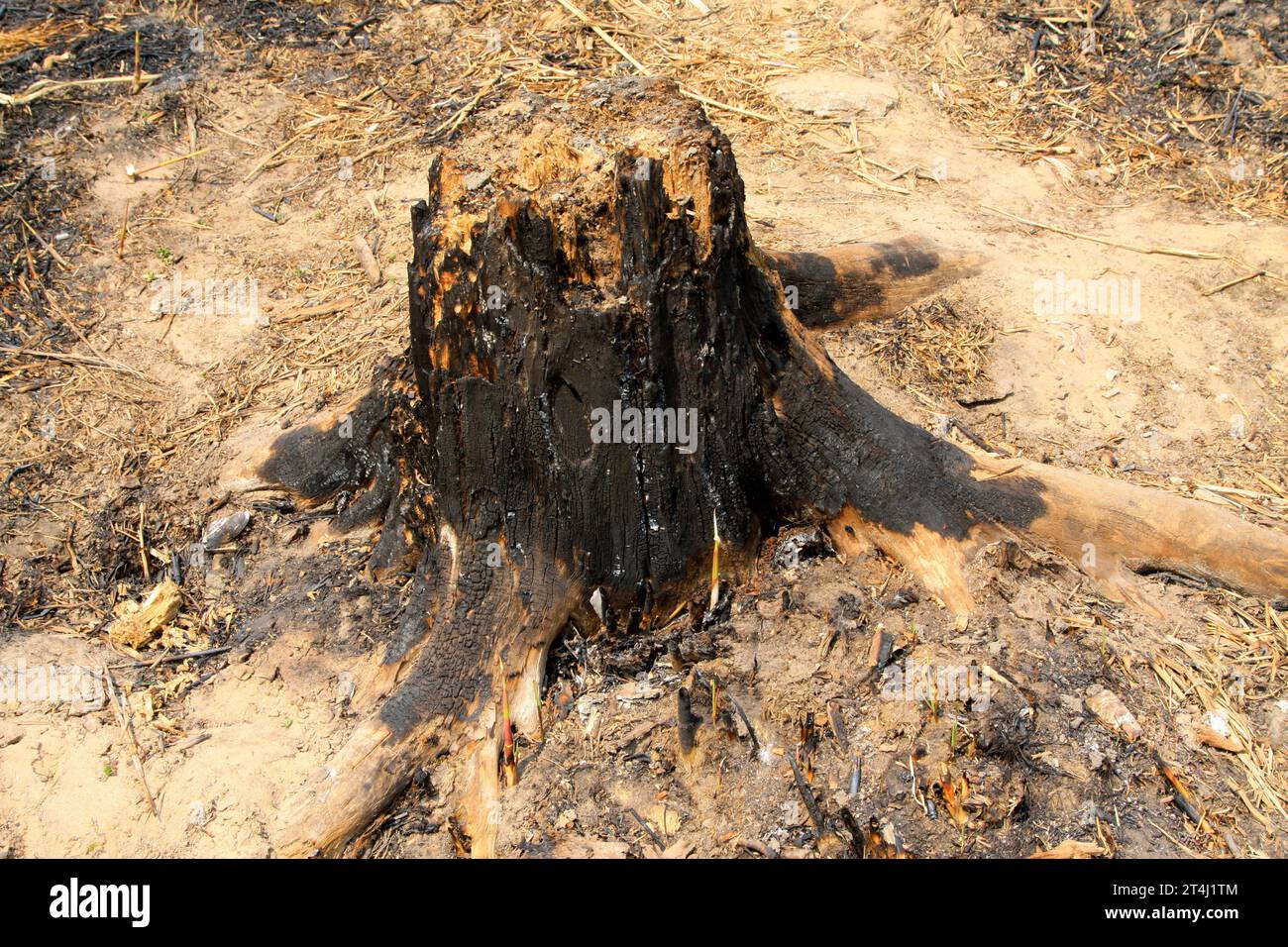 Tree root closeup hi-res stock photography and images - Alamy