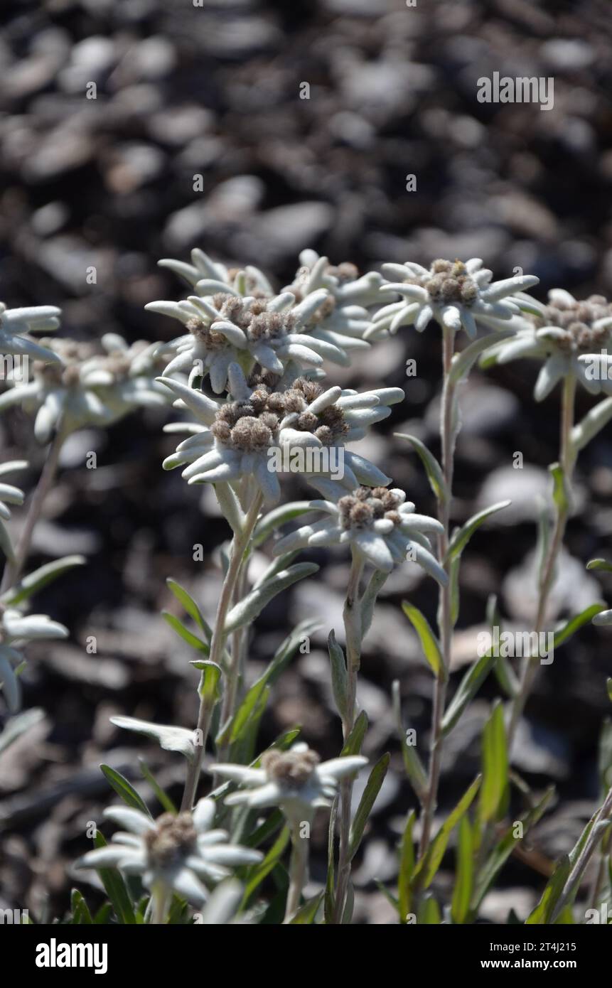 Set of Edelweiss flowers, closeup, blurred background Stock Photo