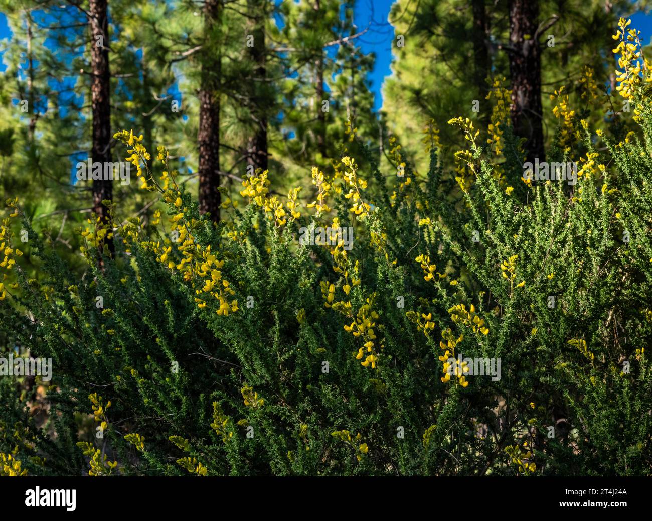 Adenocarpus foliolosus (codeso de monte, sticky broom), a Canarian endemic, flowering in springtime in native pine forest, Chinyero, Tenerife Stock Photo