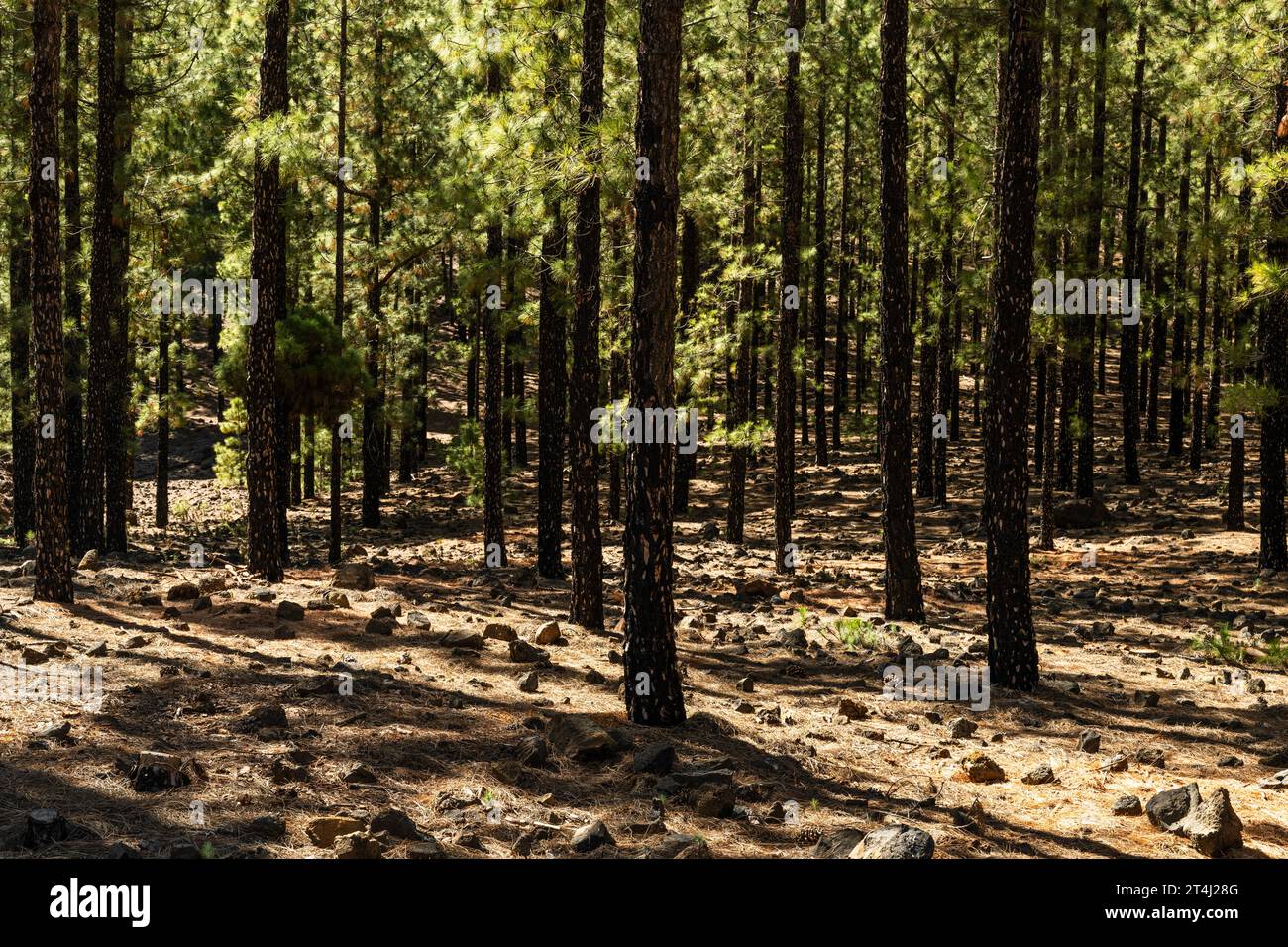 Canarian native pine forest (Pinus canariensis)  with burnt tree trunks after a forest fire a few years ago but recovering well with new growth Stock Photo