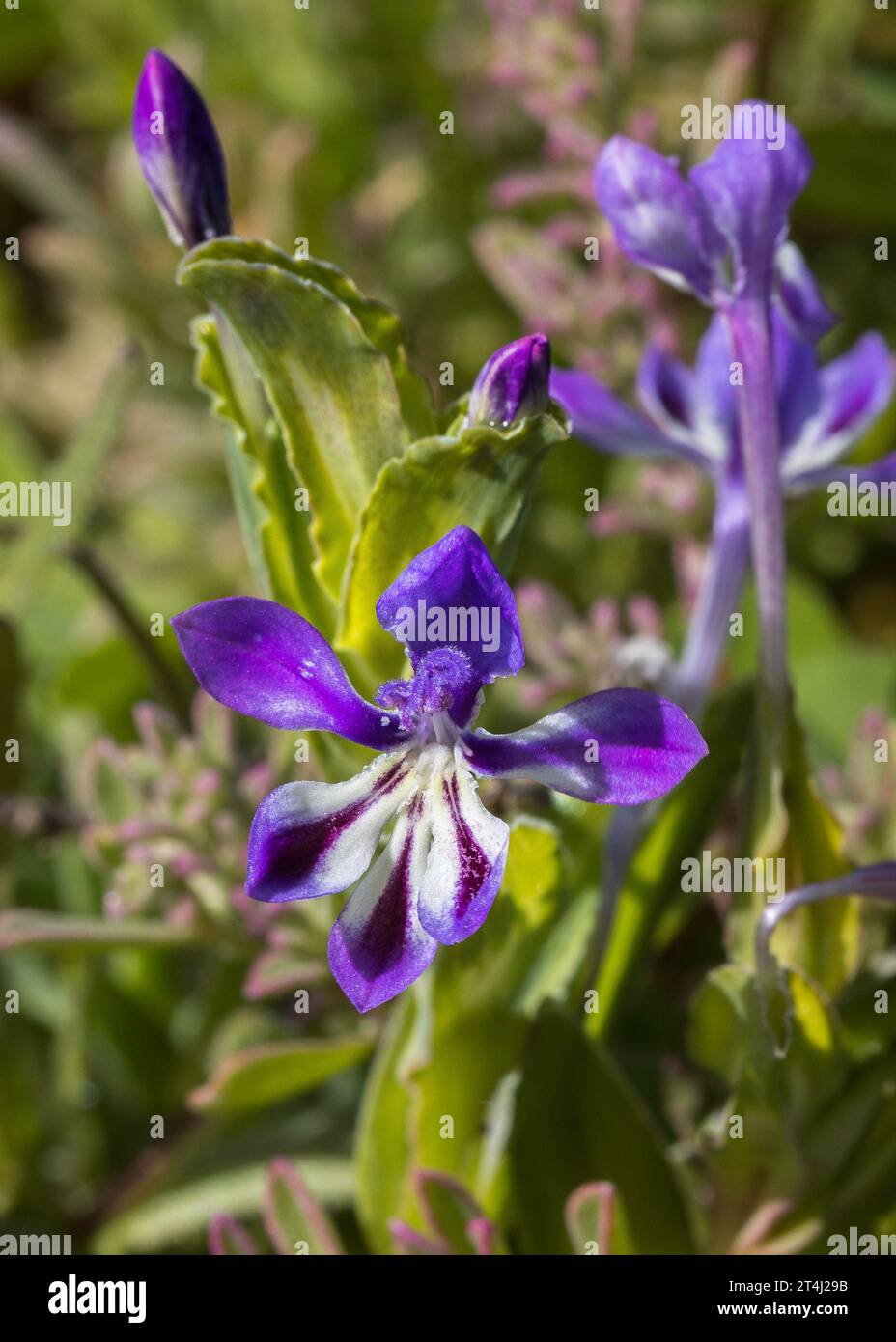 Closeup of a Purple Kabong (Lapeirousia jacquinii) wild flower growing in springitme Stock Photo