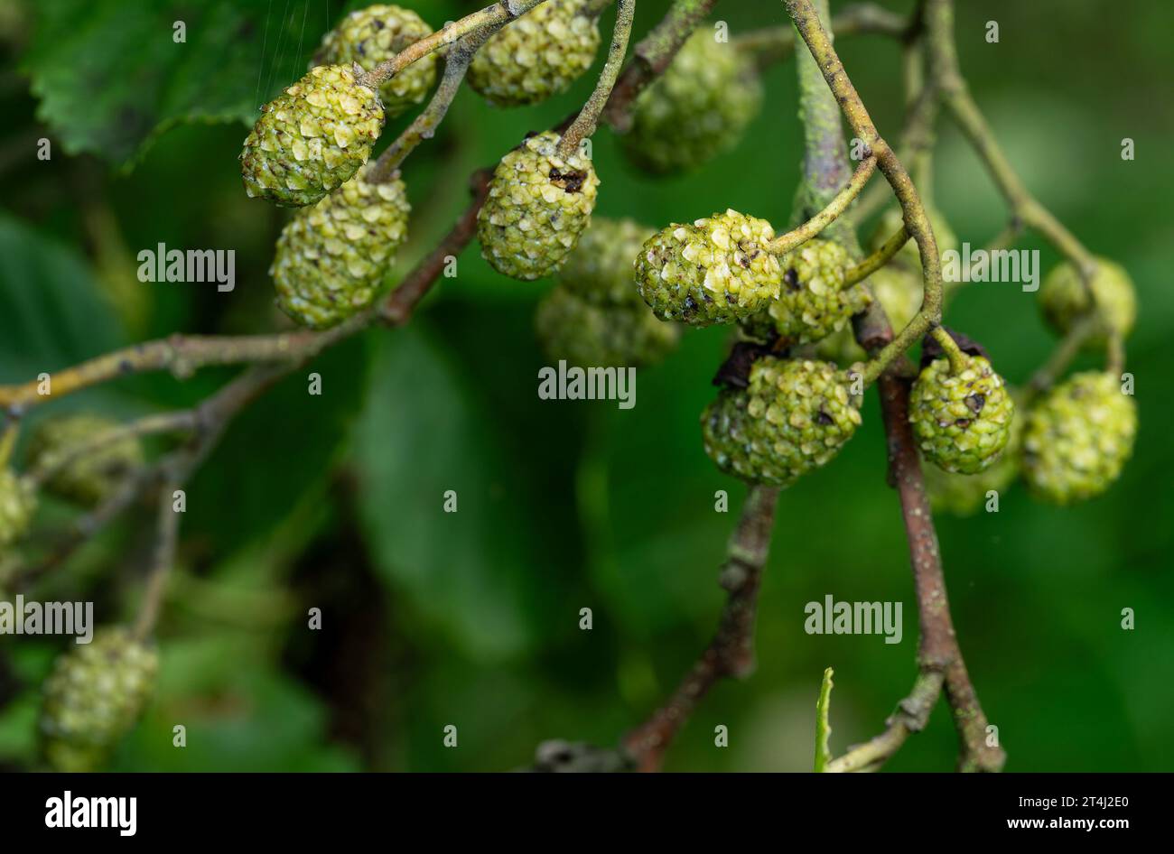Female catkins of alder tree (Alnus glutinosa) flowering in October ...