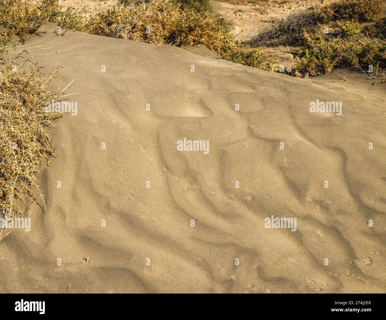 Small calcareous sand dune with aeolian (wind-produced) ripples, partly colonised by vegetation, Montana Roja, El Medano, Tenerife, Canary Islands Stock Photo