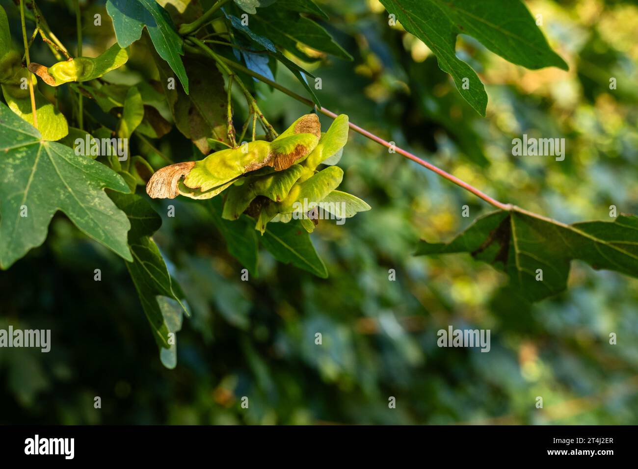 The fruits of a field maple tree (Acer campestre) in September, Cambridgeshire, England Stock Photo