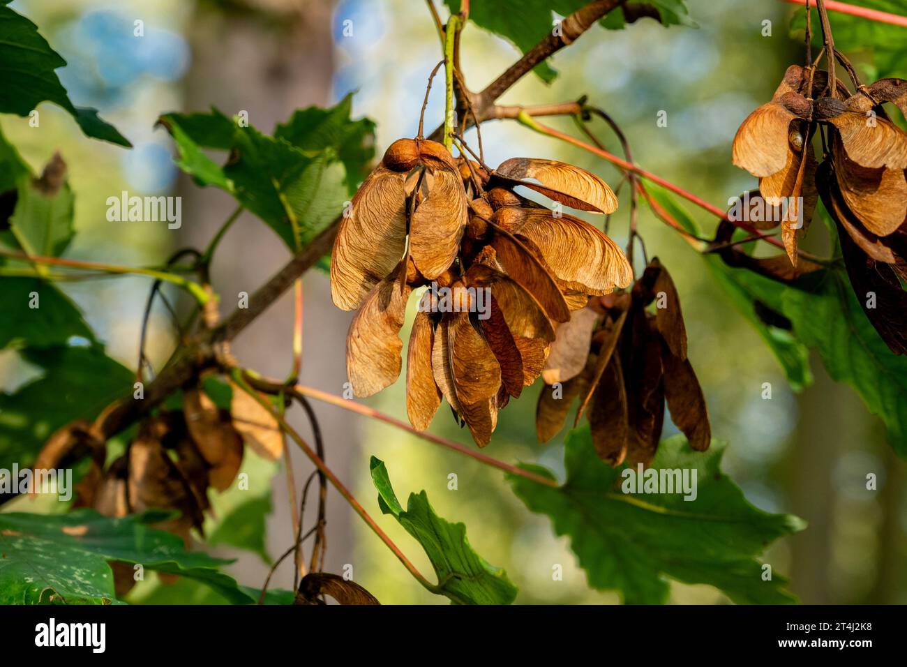 The winged fruits (samaras) of a sycamore tree (Acer pseudoplatanus) in September, Cambridgeshire, England Stock Photo