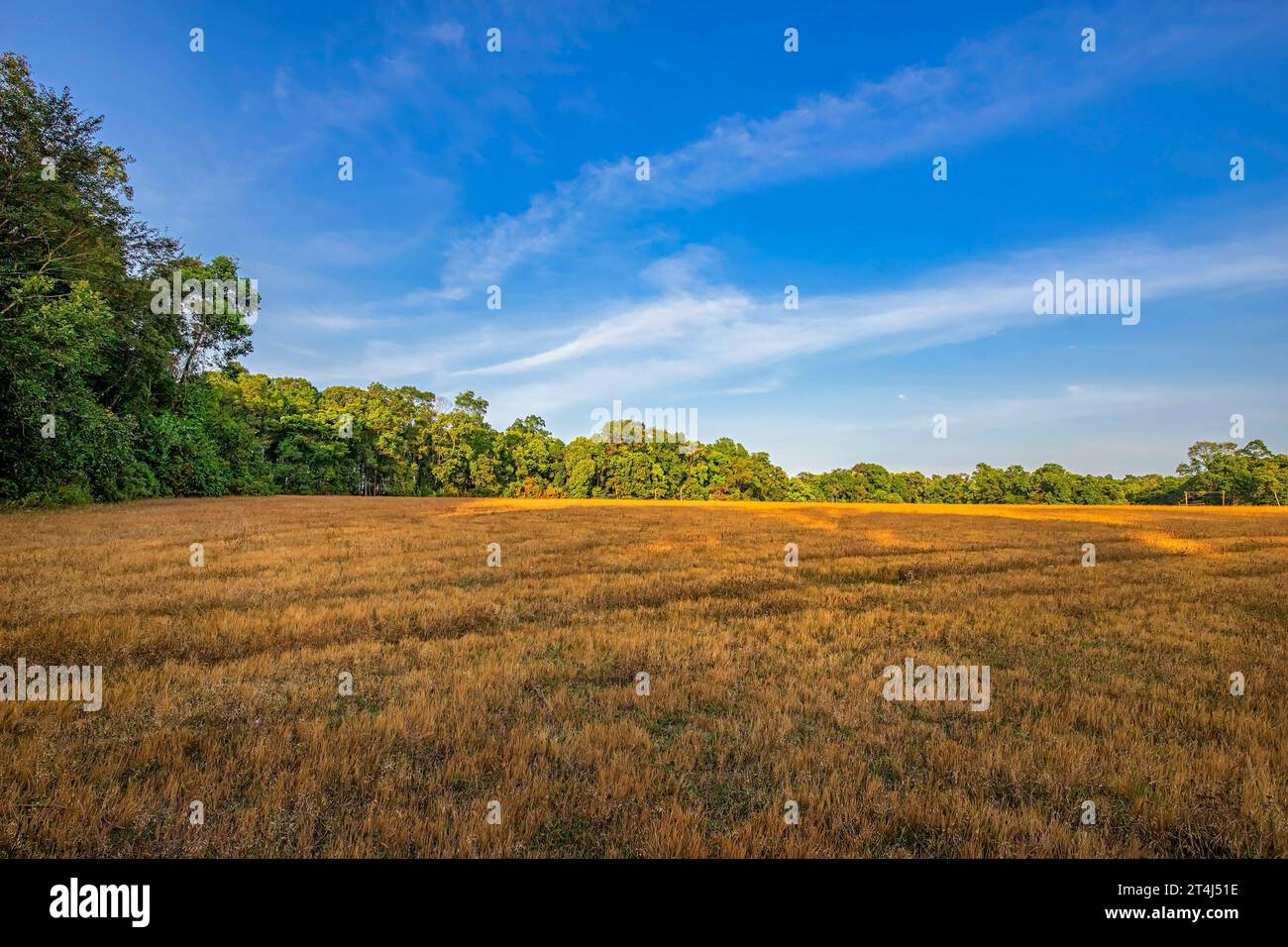 Beautiful meadow field with fresh grass, Summer spring perfect natural ...