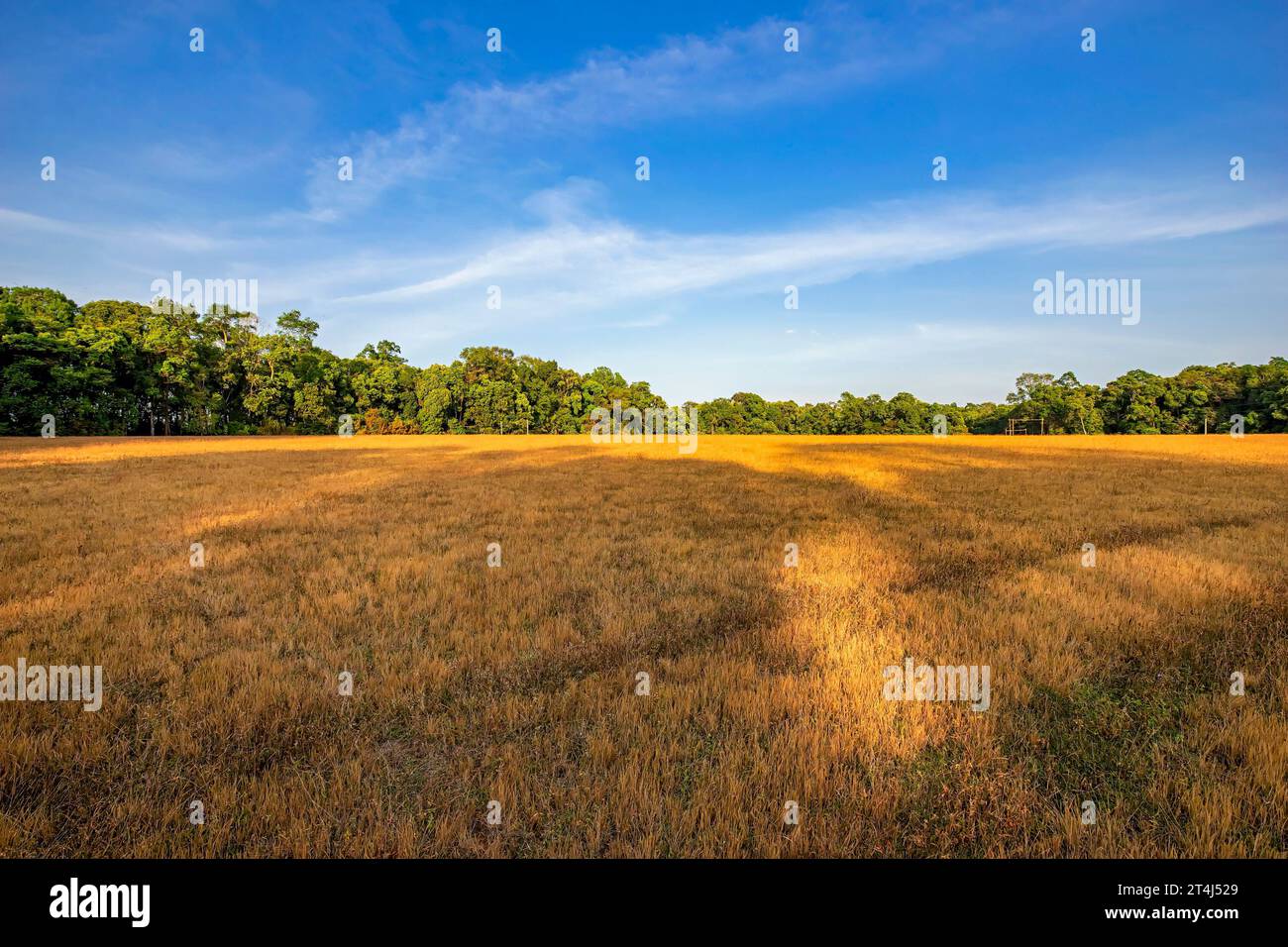 Beautiful meadow field with fresh grass, Summer spring perfect natural ...