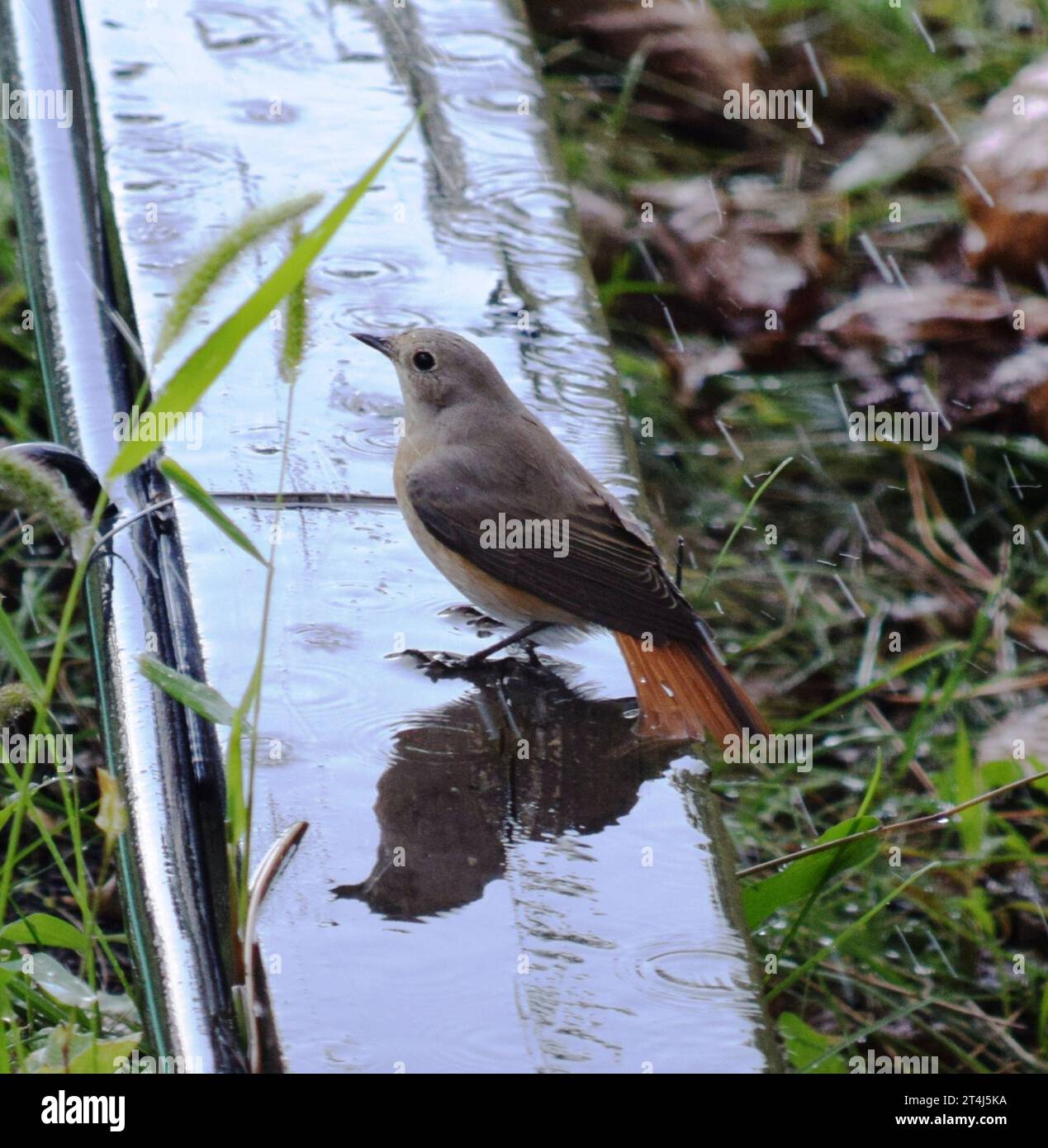 Redstart Flapping Female garden redstart hi-res stock photography and images - Alamy