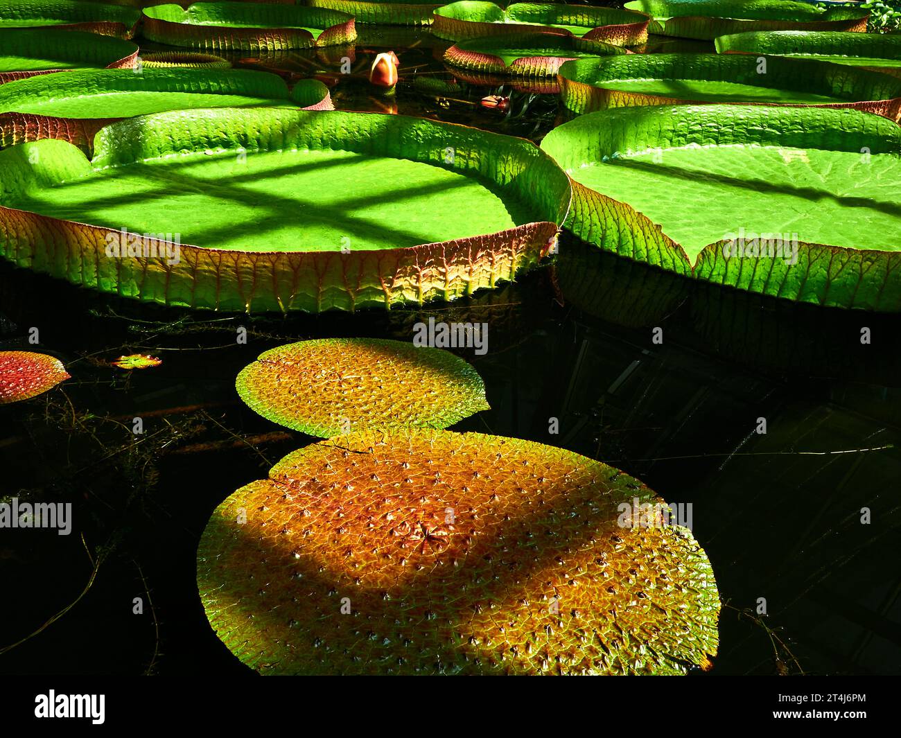 Huge floating lotus, Giant Amazon water lily. Victoria Regia leaf Stock