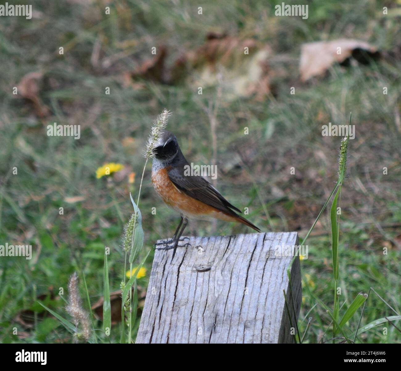 South Europe garden bird - male redstart Stock Photo
