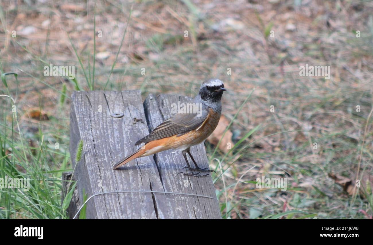 South Europe garden bird - male redstart Stock Photo