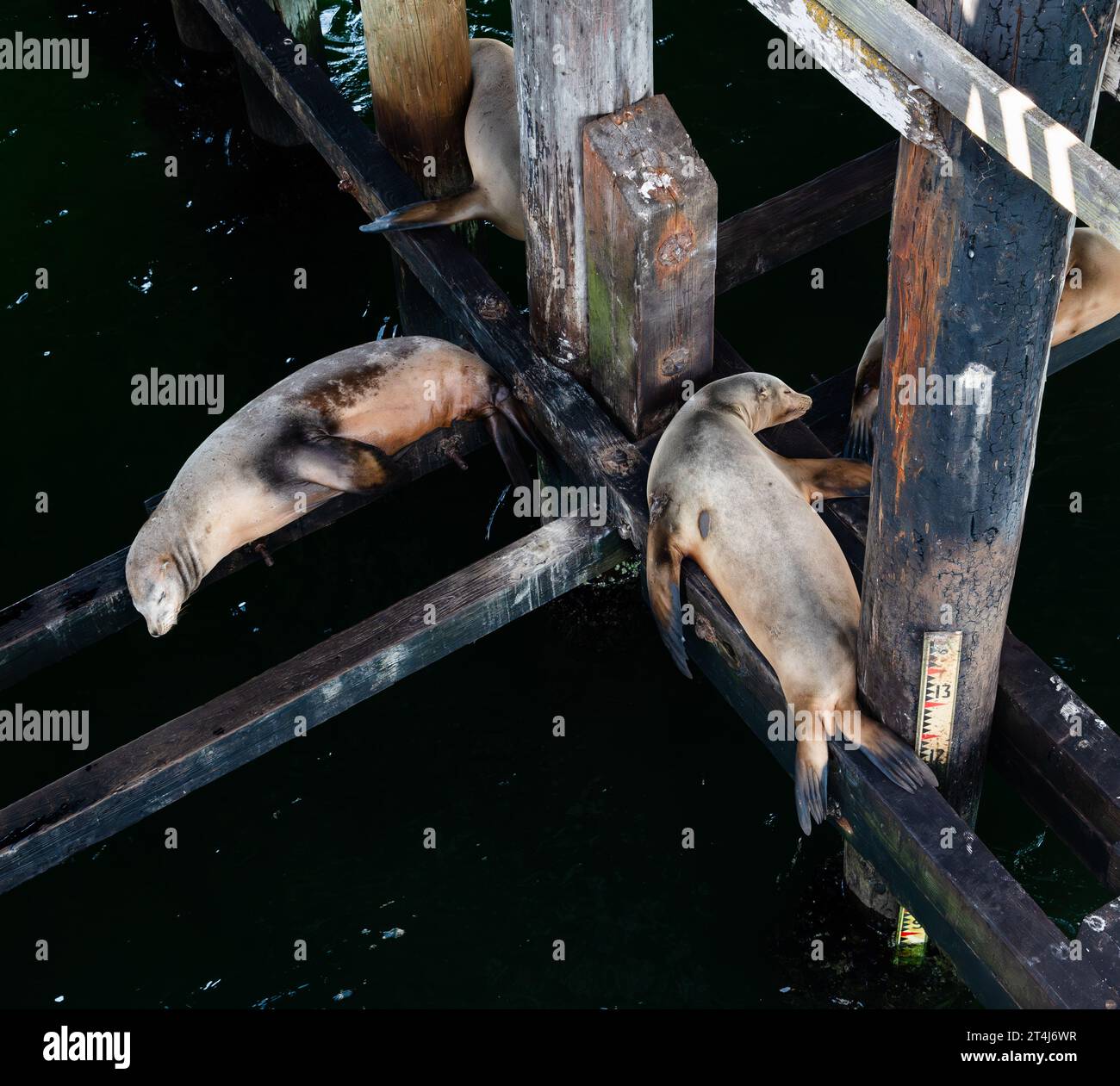 Two sea lions sleeping under the wharf in Santa Cruz, California Stock Photo