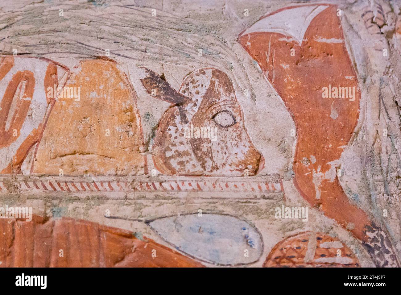 Egypt, Saqqara, tomb of Mehu, detail on the offers : Head and leg of a bull. Stock Photo