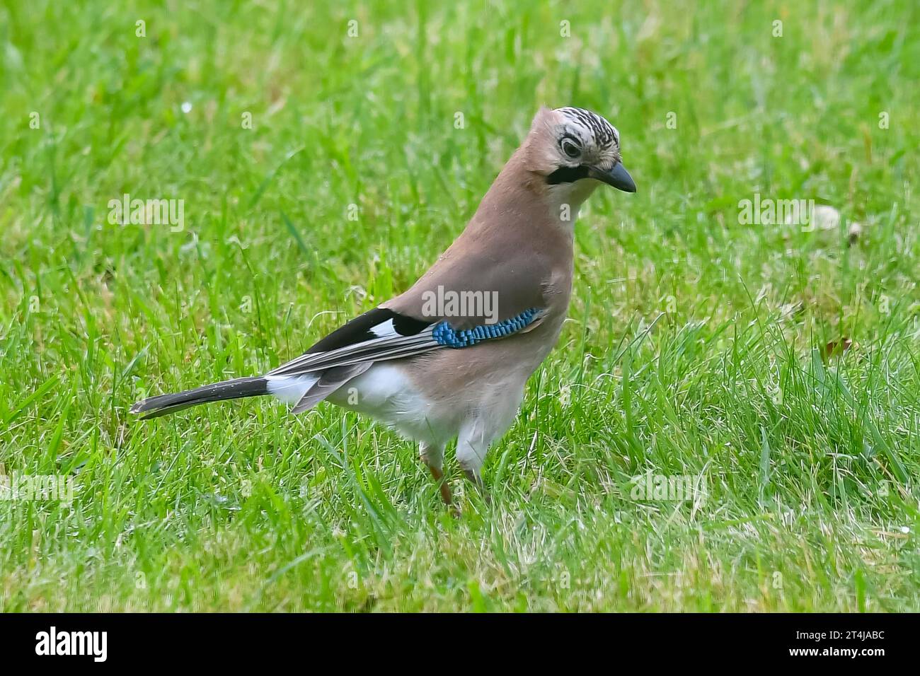 Uploders, Dorset, UK. 31st October 2023. UK Weather. A Jay searching