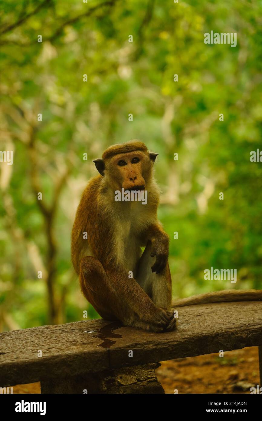 monkey Stock Photo