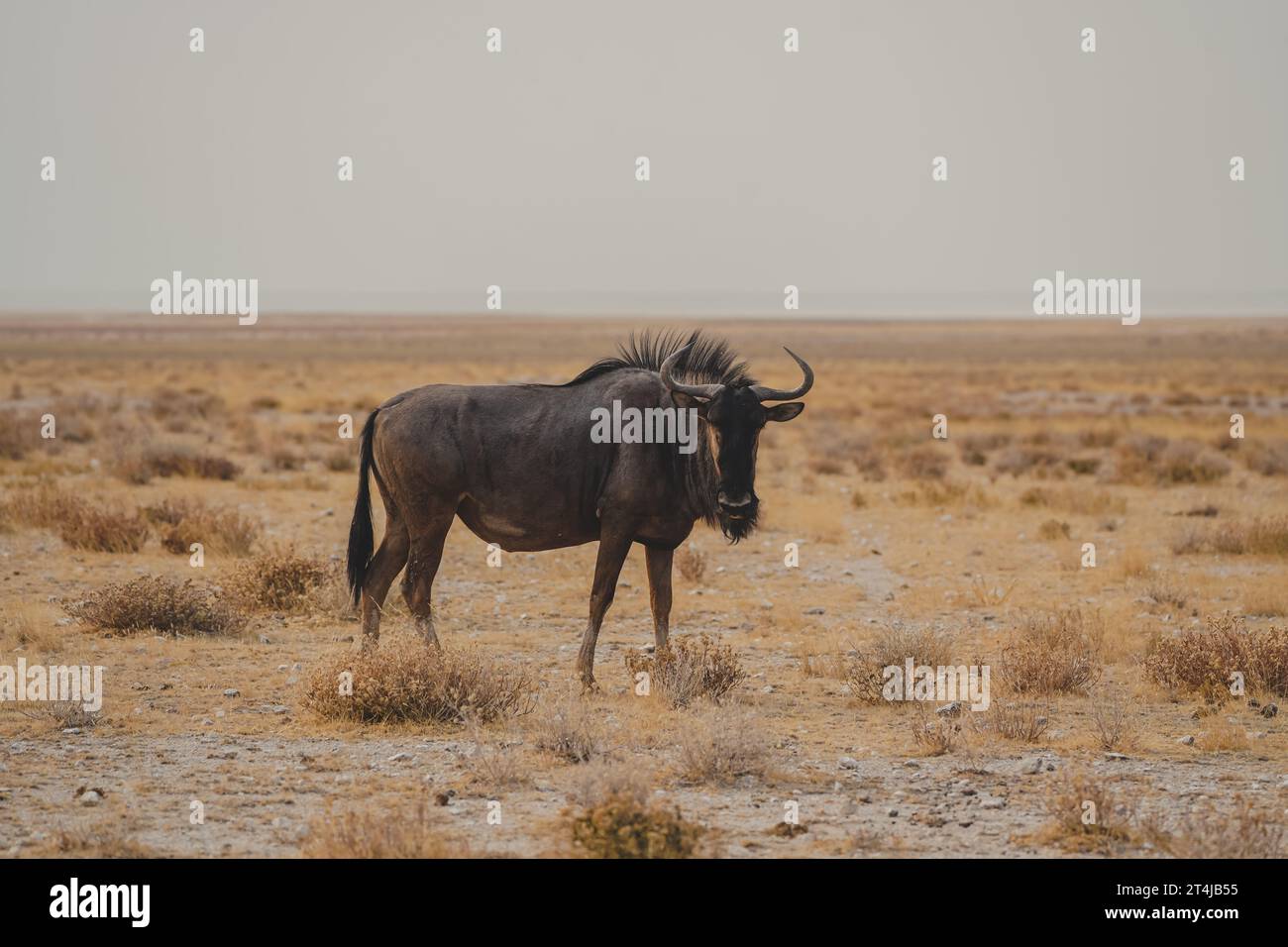 Namibia Stock Photo