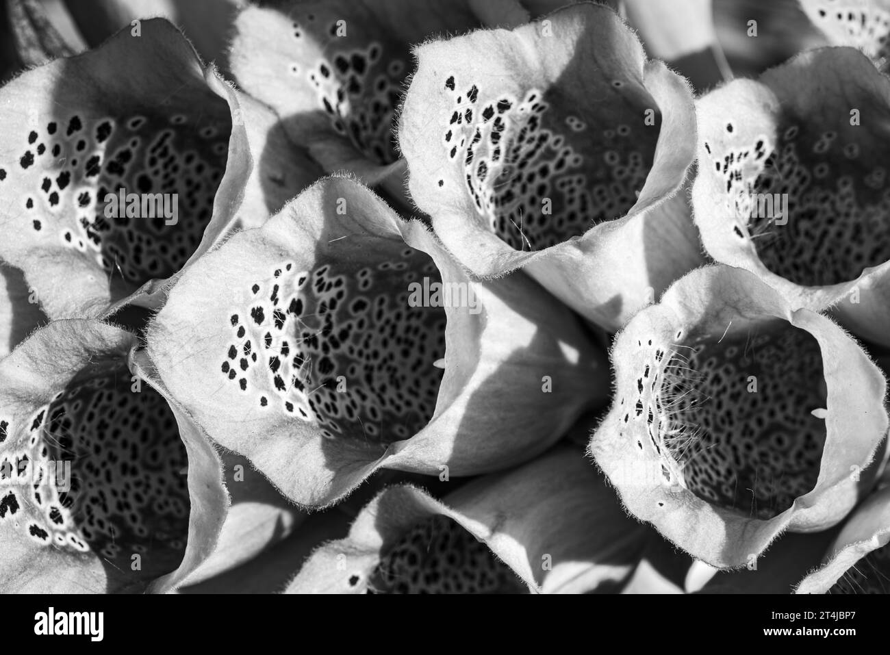 Patterns of foxgloves Digitalis flowers 2 Stock Photo Alamy