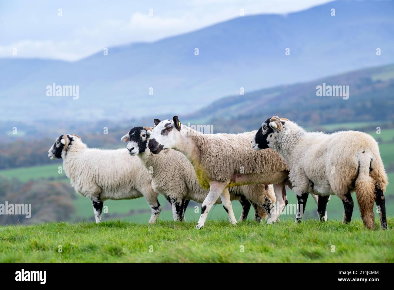 Blue Faced Leicester ram lamb out with Swaledale ewes at tupping time in late October, to produce North of England mule lambs. Cumbria, UK. Stock Photo