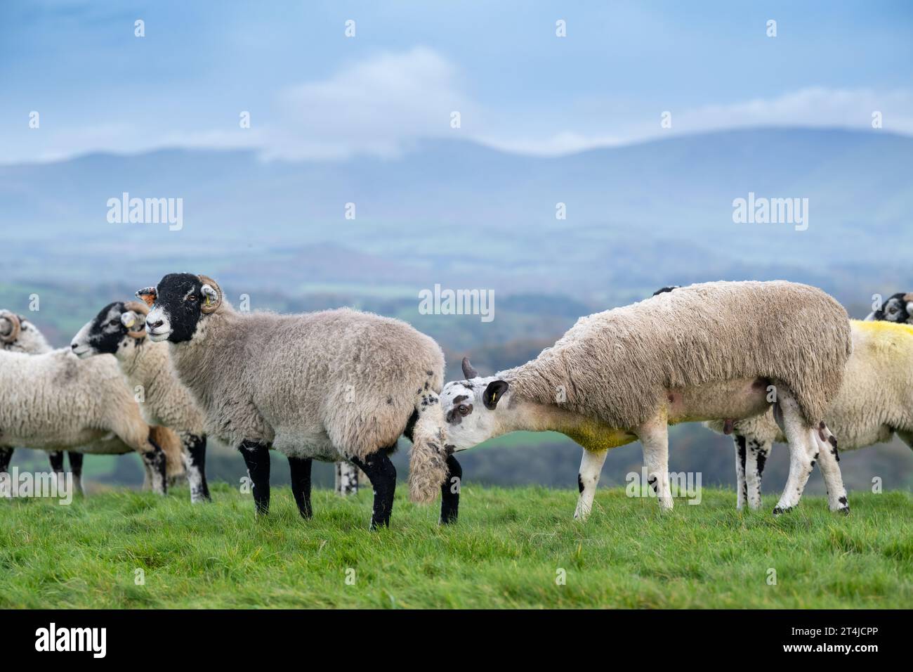 Blue Faced Leicester ram lamb out with Swaledale ewes at tupping time in late October, to produce North of England mule lambs. Cumbria, UK. Stock Photo