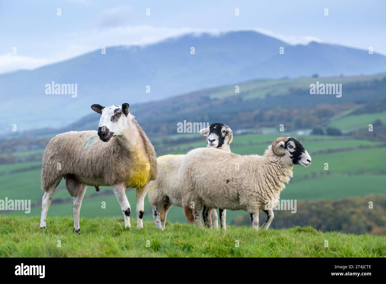 Blue Faced Leicester ram lamb out with Swaledale ewes at tupping time in late October, to produce North of England mule lambs. Cumbria, UK. Stock Photo