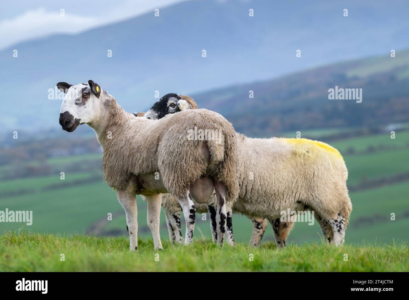 Blue Faced Leicester ram lamb out with Swaledale ewes at tupping time in late October, to produce North of England mule lambs. Cumbria, UK. Stock Photo