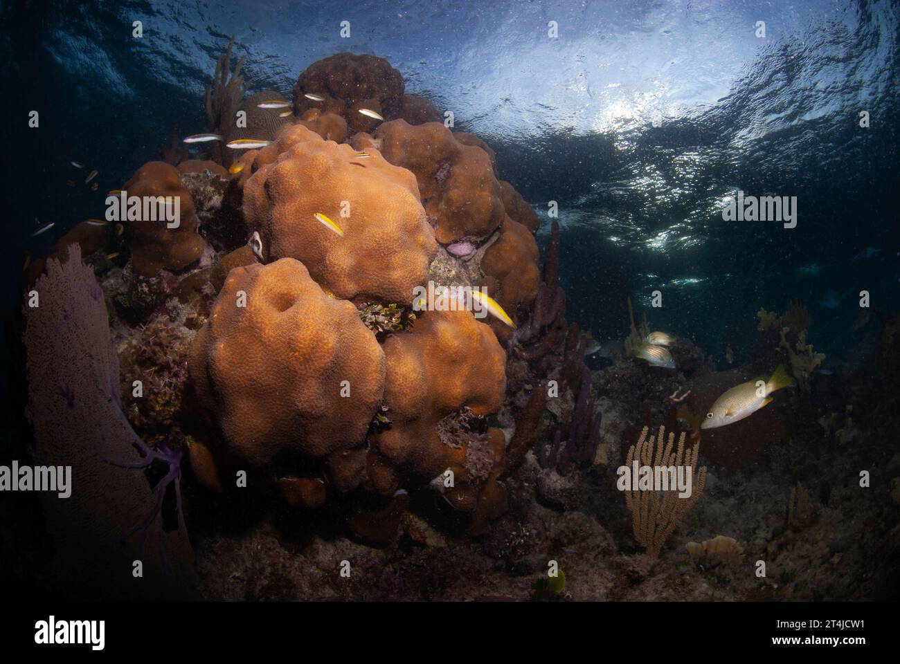 Coral Reef at night Stock Photo