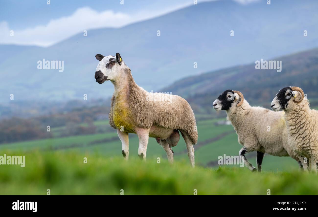 Blue Faced Leicester ram lamb out with Swaledale ewes at tupping time in late October, to produce North of England mule lambs. Cumbria, UK. Stock Photo