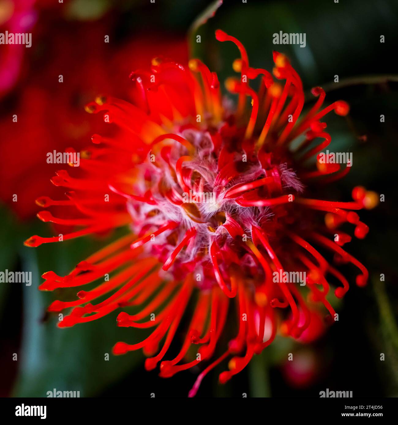 close-up of an exotic flower Stock Photo