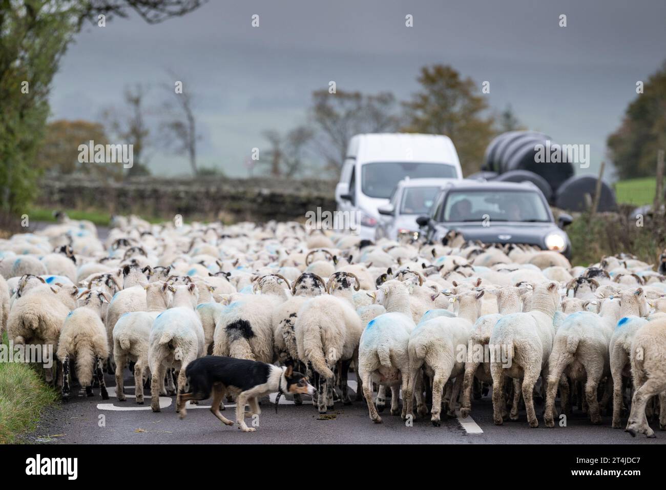 Moving a flock of sheep down a rural road near Hawes in the Yorkshire Dales National Park, UK. Stock Photo