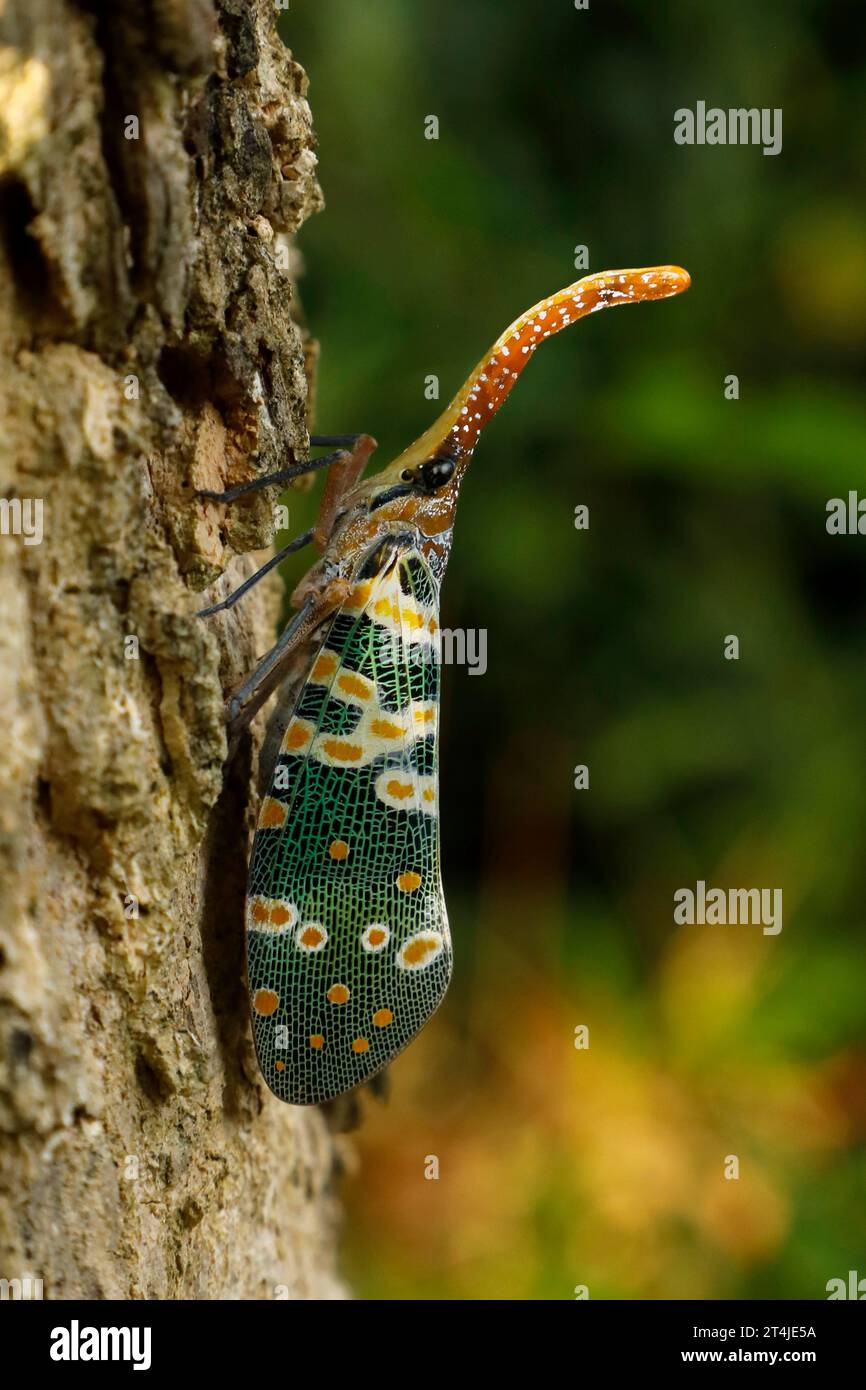 Lanthorn bug or Fulgoridae is a large group of hemipteran insects, abundant in the tropics. Fulgora and Pyrops are often called Lantern Flies Stock Photo