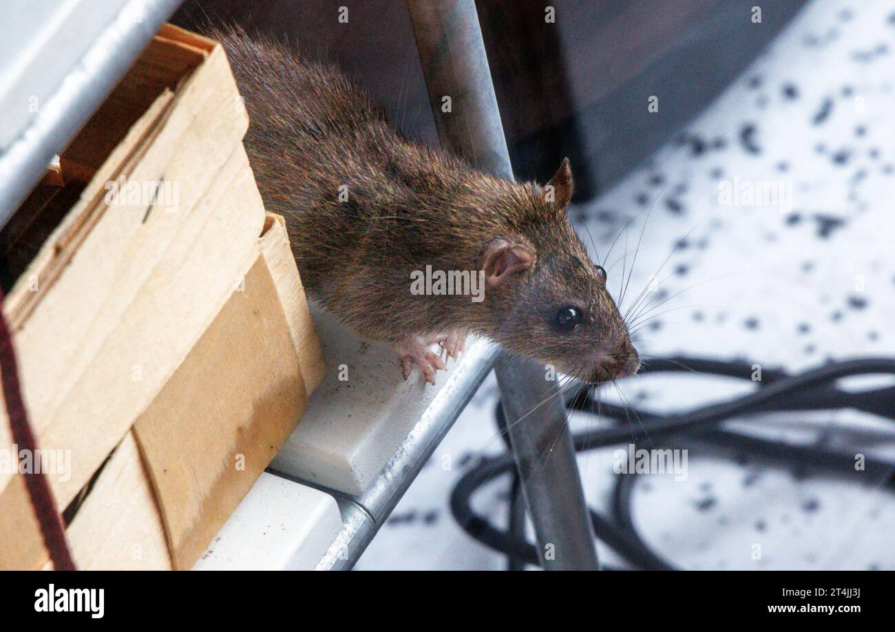 25 October 2023, Hamburg: A rat is sitting in a shelf, which is placed on a terrace. The rat belongs to the order of rodents (Rodentia) and the family of mice (Muridae). Photo: Markus Scholz/dpa Stock Photo