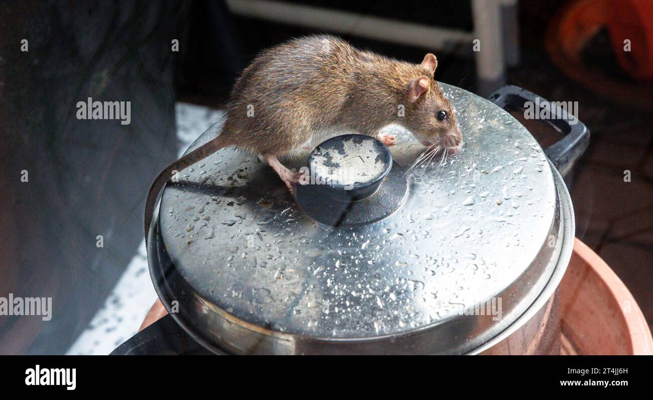 Hamburg, Germany. 25th Oct, 2023. A rat is sitting on a cooking pot, which is placed on a terrace. The rat belongs to the order of rodents (Rodentia) and the family of mice (Muridae). Credit: Markus Scholz/dpa/Alamy Live News Stock Photo