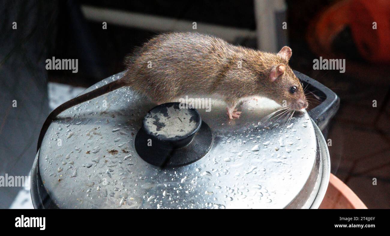 25 October 2023, Hamburg: A rat is sitting on a cooking pot, which is placed on a terrace. The rat belongs to the order of rodents (Rodentia) and the family of mice (Muridae). Photo: Markus Scholz/dpa Stock Photo