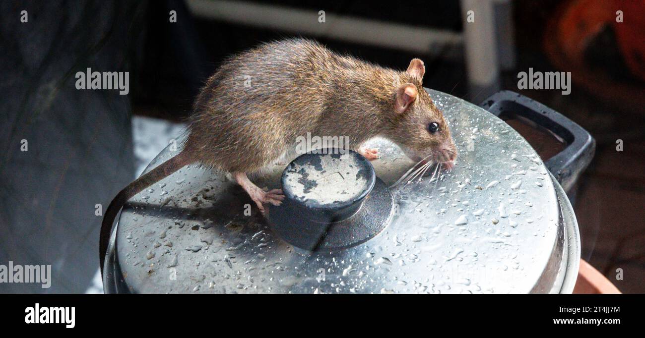 25 October 2023, Hamburg: A rat is sitting on a cooking pot, which is placed on a terrace. The rat belongs to the order of rodents (Rodentia) and the family of mice (Muridae). Photo: Markus Scholz/dpa Stock Photo