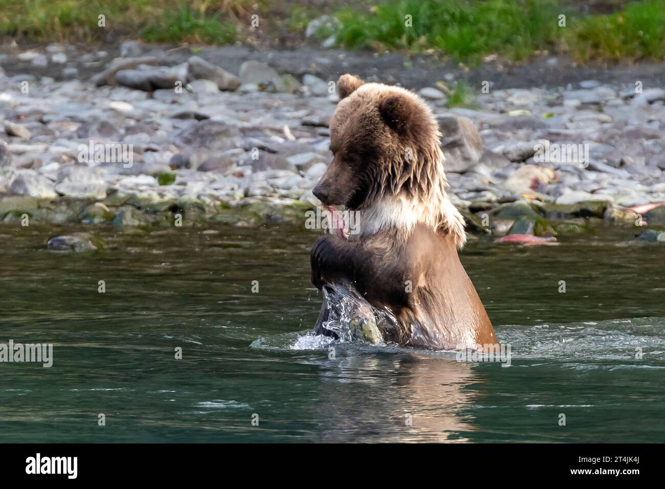 Grizzly bear, Ursus arctos horribilis, standing upright in a river eating a freshly caught salmon Stock Photo