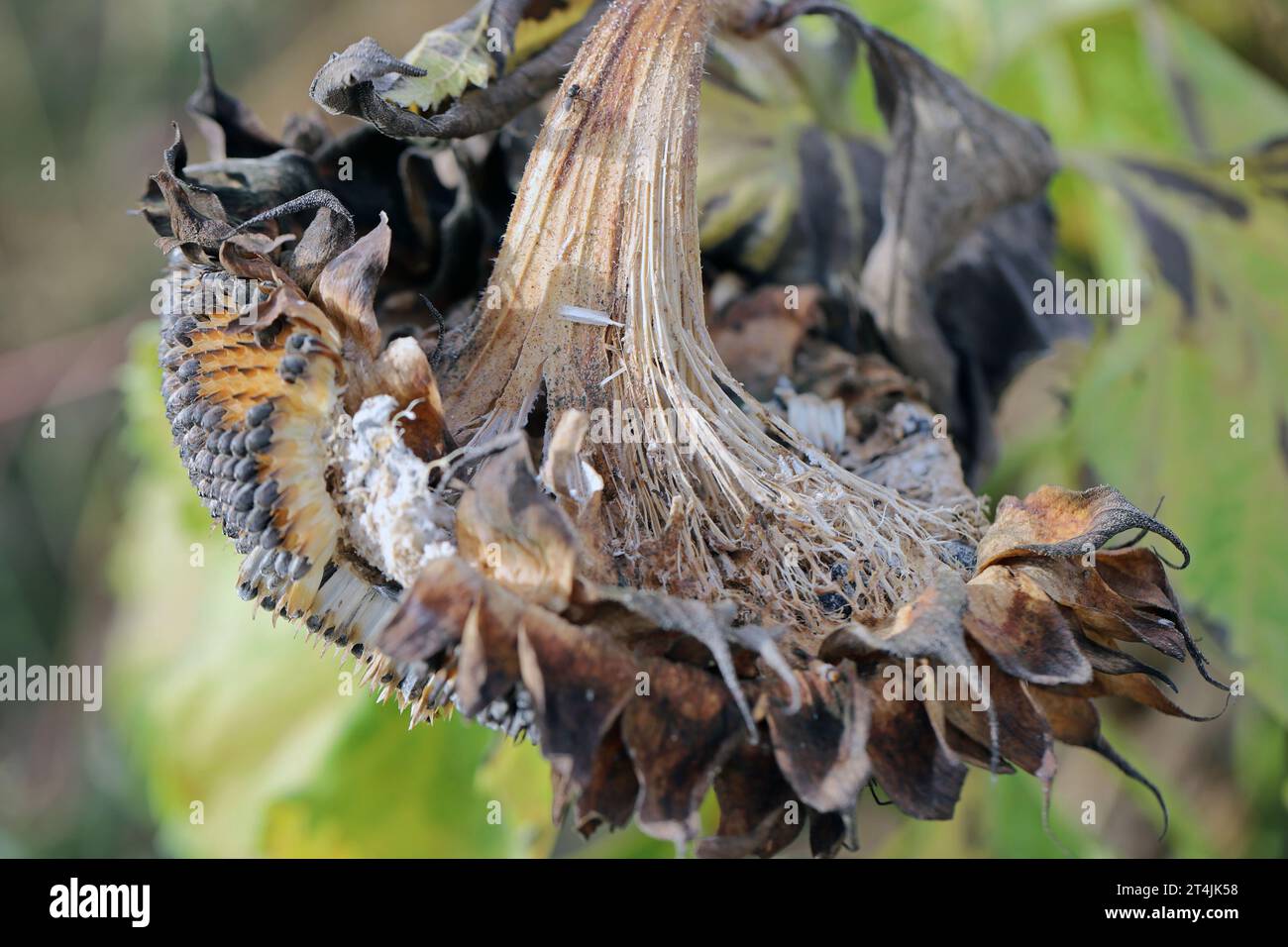 Sclerotinia sclerotiorum Diseases of Sunflower (White mold). Sclerotinia head rot. Stock Photo