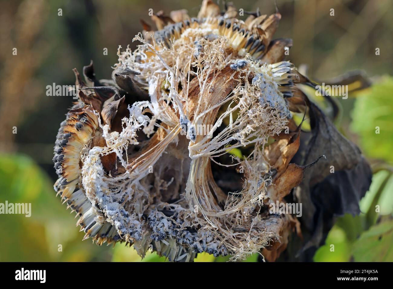 Sclerotinia sclerotiorum Diseases of Sunflower (White mold). Sclerotinia head rot. Sclerotia produced by pathogen visible. Stock Photo
