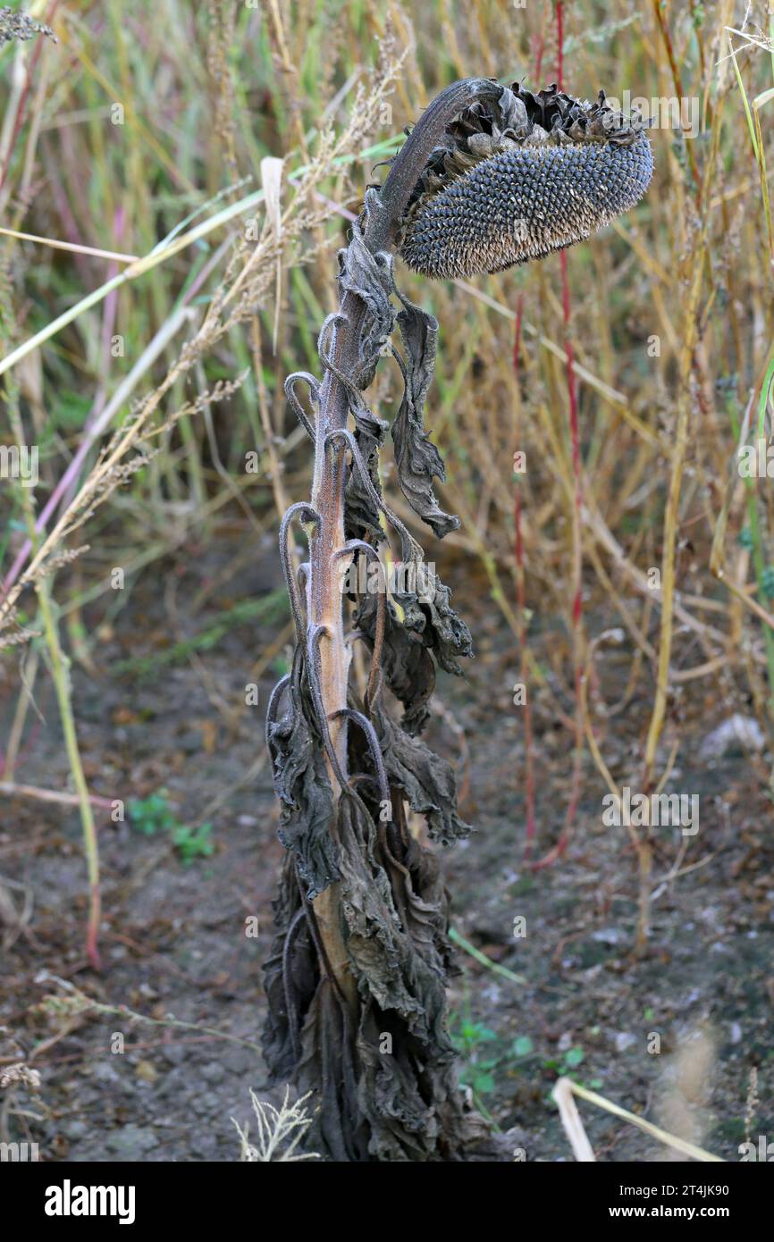 Sclerotinia sclerotiorum Diseases of Sunflower (White mold). Plant killed by basal stalk rot. Stock Photo