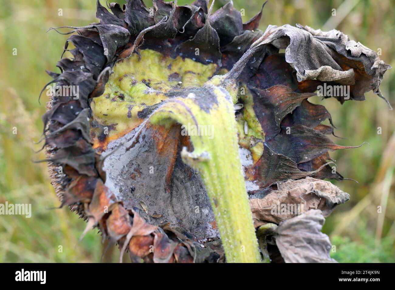 Symptoms of disease and infection on a sunflower plant. Stock Photo