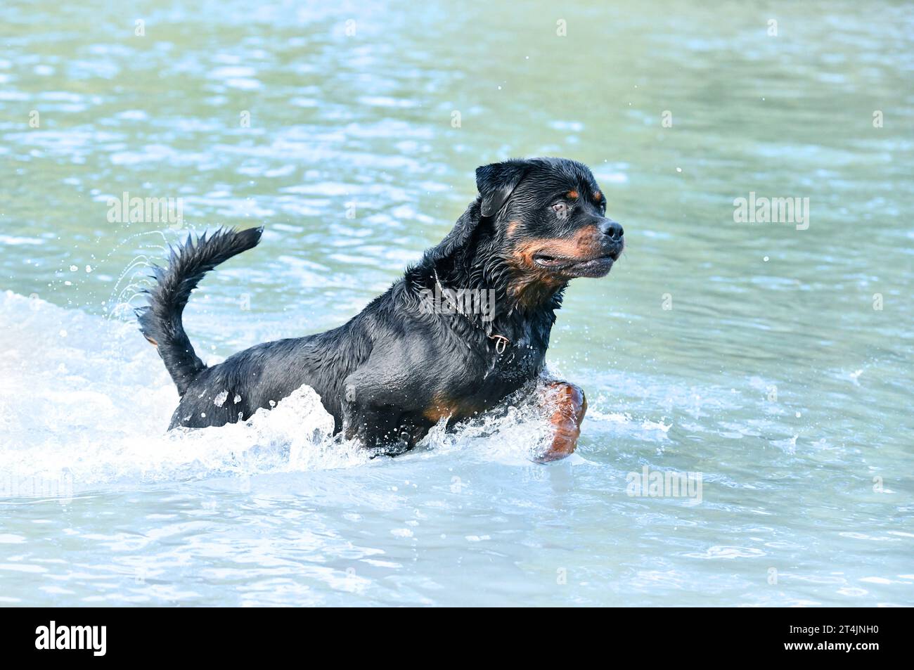 young rottweiler swimming in a river in summer Stock Photo