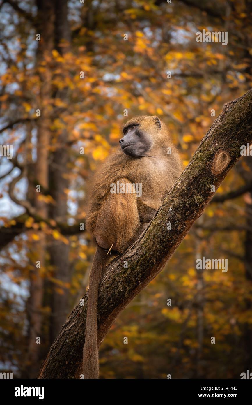 Vertical Portrait of Guinea Baboon in Autumn Zoological Garden. Guinea Monkey on Tree Trunk. Zoo Animal during Fall Season. Stock Photo