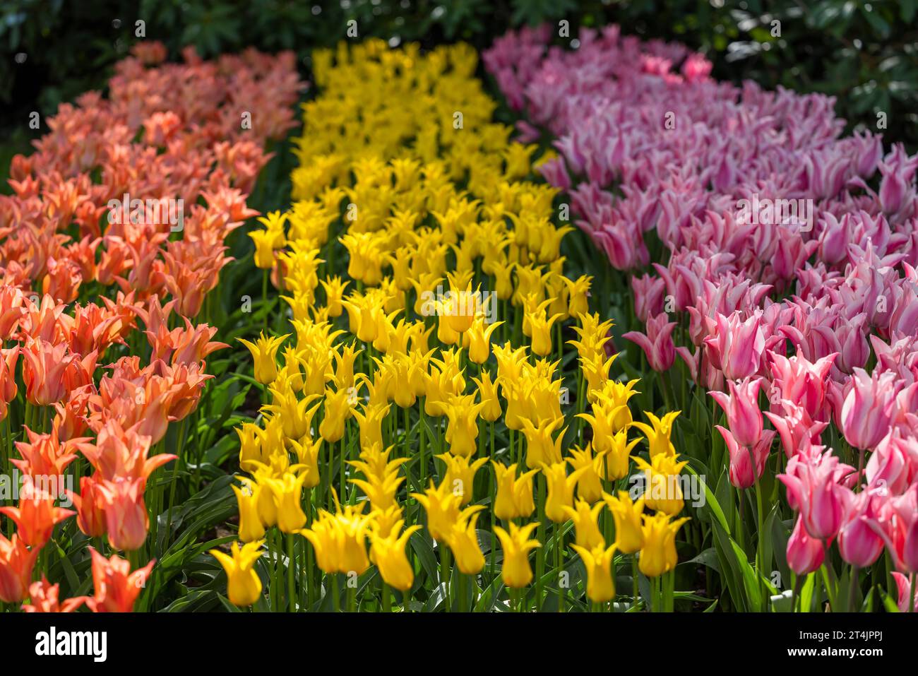 Keukenhof flower garden - largest tulip park in world, Lisse ...